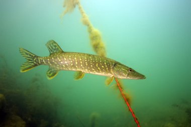 Kuzey turna balığı (Esox lucius), turna balığı veya turna balığı olarak bilinir.
