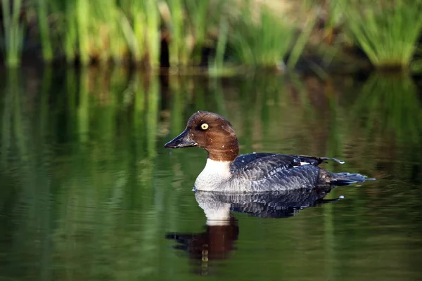 Common Goldeneye Bucephala Clangula Duck Swimming Lake Taiga — Stock Photo, Image