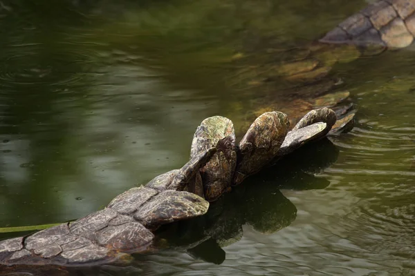Хвіст Нільського Крокодила Crocodylus Niloticus Воді — стокове фото