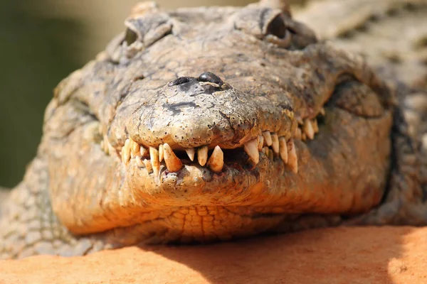 Голова Щелепи Повні Зубів Нільського Крокодила Crocodylus Niloticus Спереду Портрет — стокове фото