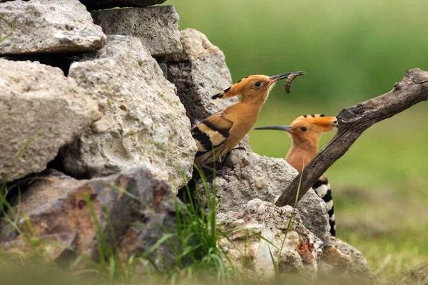 Hoopoe Eurasiático Épocas Upupa Sentado Frente Ninho Chão Uma Fêmea — Fotografia de Stock