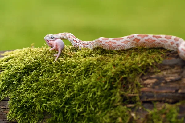 Die Kornnatter Pantherophis Guttatus Mit Beute Auf Grünem Hintergrund Eine — Stockfoto