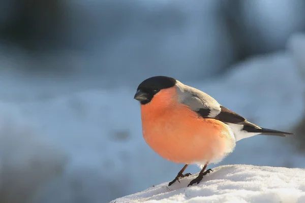 Bullfinch Κοινή Bullfinch Ευρασιατική Bullfinch Pyrrhula Pyrrhula Κάθεται Στο Χιόνι — Φωτογραφία Αρχείου