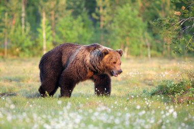 Avrasya kahverengi ayısı (Ursus arctos arctos), yaygın kahverengi veya Avrupa kahverengi ayısı, Finlandiya 'da yaşayan Avrupa ayısı.