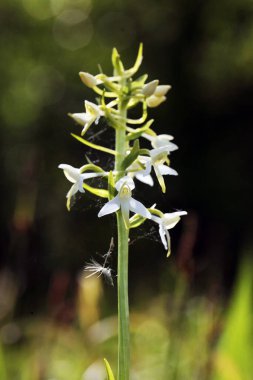 Platanthera bifolia, yaygın olarak kelebek-orkide olarak bilinir.