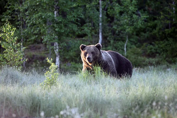 The Eurasian brown bear (Ursus arctos arctos) , the common brown or  the European brown bear, the European bear in finnish taiga