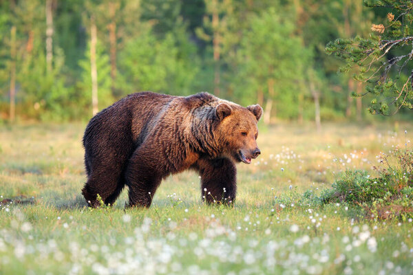 The Eurasian brown bear (Ursus arctos arctos) , the common brown or  the European brown bear, the European bear in finnish taiga