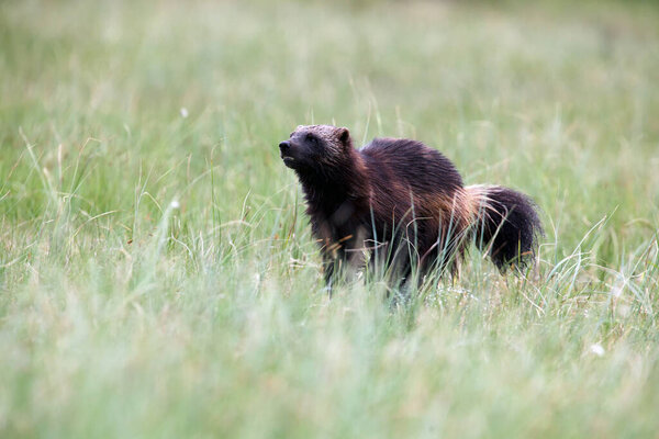 The wolverine (Gulo gulo), also referred to as the glutton, carcajou, skunk bear, or quickhatch in the grass in the taiga. The big wolverine runs through the green grass.
