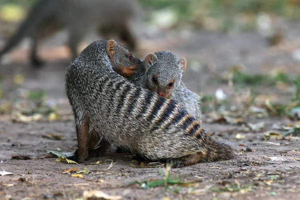 Mangoesten Mungos Mungo Maken Elkaar Schoon Achtergrond Een Andere Mangoeste — Stockfoto