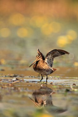 Yaygın çulluk (Gallinago gallinago) yürüyen çiçek gölü. Yaygın bir çulluk uzanır ve arka planda sarı çiçeklerle uzanır..