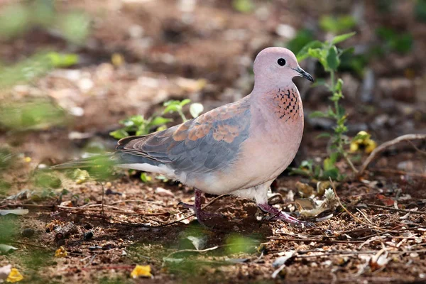 Laughing Dove Spilopelia Senegalensis Small Pigeon Sitting Ground African Bush — Stock Photo, Image