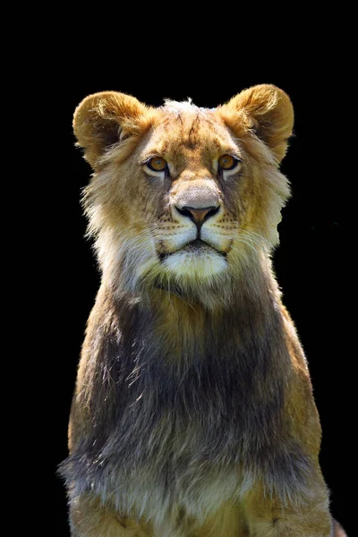 Leão Africano Panthera Leo Jovem Macho — Fotografia de Stock