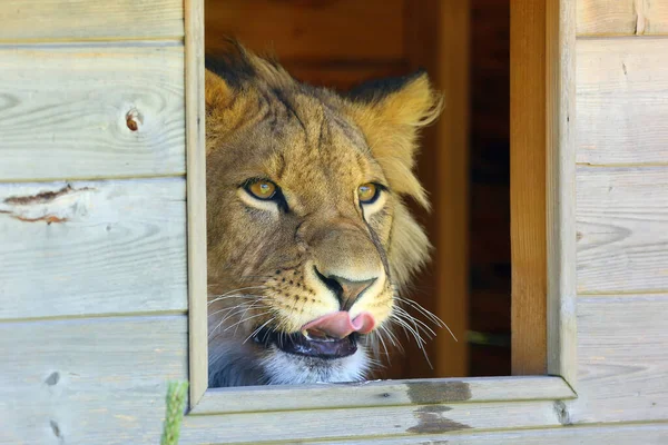 非洲狮子 Panthera Leo 年轻的雄性狮子 由人类抚养长大 从一间小木屋向外张望 伸出舌头 — 图库照片