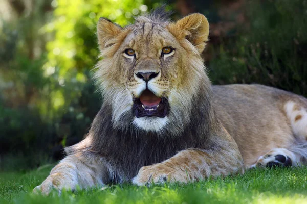 非洲狮子 Panthera Leo 年轻的雄性狮子躺在绿草上 — 图库照片