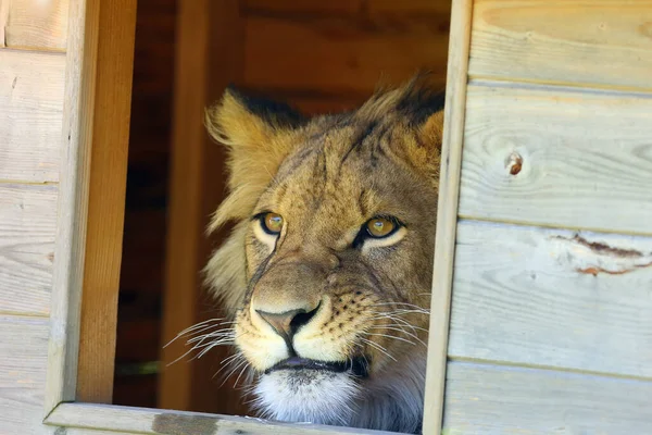 Afrikaanse Leeuw Panthera Leo Jong Mannetje — Stockfoto