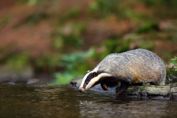 The European badger (Meles meles) also known as the Eurasian badger or simply badger drinks water from a forest creek.Big badger near water in dense forest.