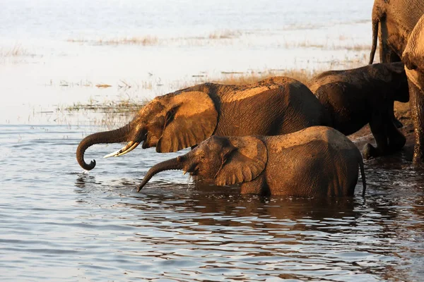 Elefante Arbusto Africano Loxodonta Africana Una Manada Elefantes Bebiendo Junto — Foto de Stock