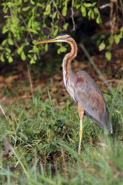 Nehir kıyısındaki mor balıkçıl (Ardea purpurea). Heron, Afrika nehrinin kıyısındaki yeşilde..
