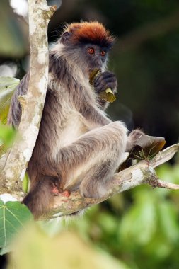 The Ugandan red colobus (Procolobus tephrosceles) sitting on a branch with a leaf in his hand clipart