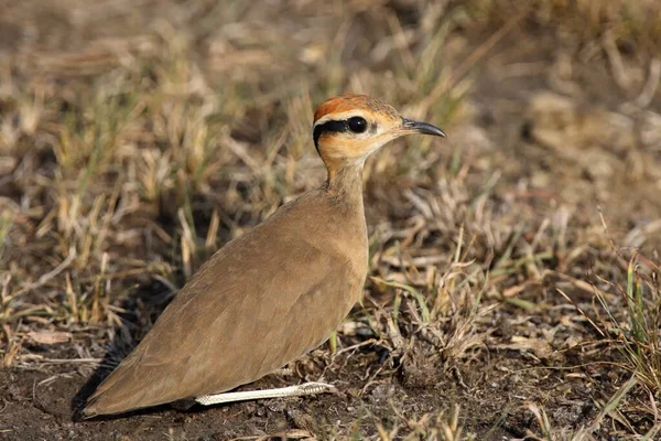 Temminck Courser Cursorius Temminckii Sitting Grass — Stock Photo, Image