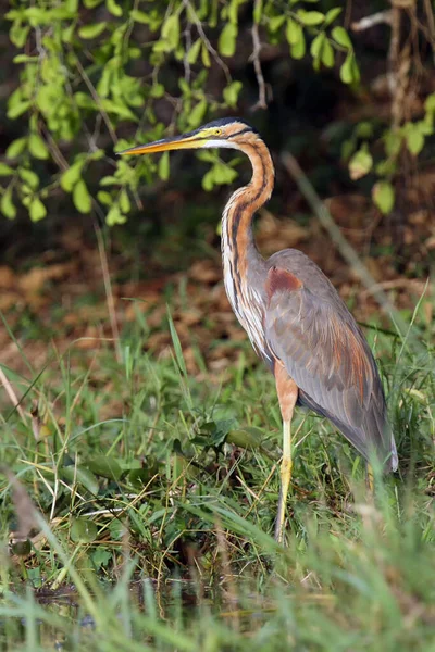 Nehir kıyısındaki mor balıkçıl (Ardea purpurea). Heron, Afrika nehrinin kıyısındaki yeşilde..
