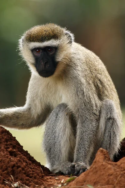 Вервет Обезьяна Chlorocebus Pygerythrus Просто Vervet Сидя Земле — стоковое фото