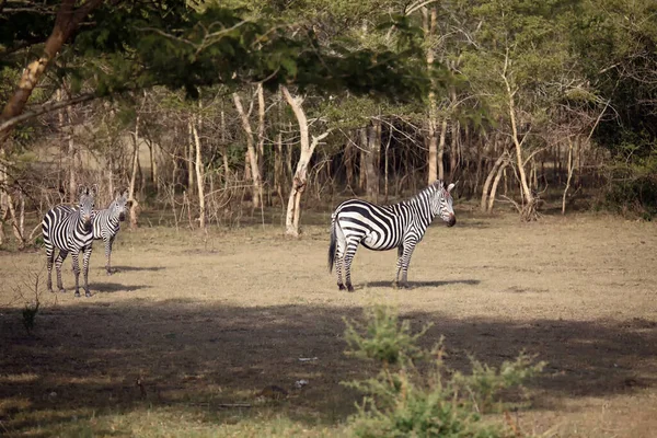 The plains zebra (Equus quagga, formerly Equus burchellii), also  the common zebra or Burchell\'s zebra in the forest