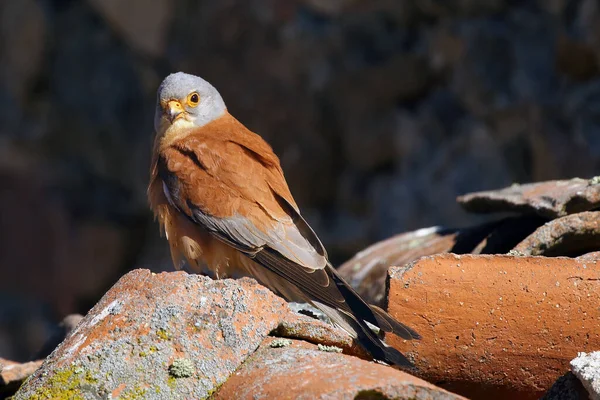 Menor Kestrel Falco Naumanni Sentado Telhado Uma Antiga Aldeia Kestrel — Fotografia de Stock