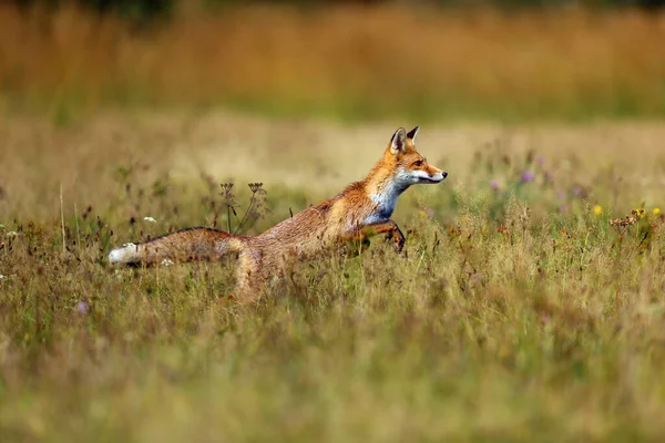 Raposa Vermelha Vulpes Vulpes Procura Comida Prado Jovem Raposa Vermelha — Fotografia de Stock