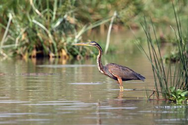 Mor balıkçıl (Ardea purpurea), Afrika nehrinin çamurlu sularında durur. Sığ ve kahverengi sularda kızılımsı bir balıkçıl tipik bir yerde avlanır..