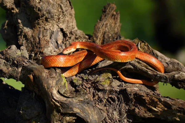 Majsormen Pantherophis Guttatus Vilar Gammal Stubbe Typisk Position Ormen Badar — Stockfoto