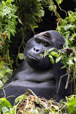 Dağ gorili (Gorilla beringei beringei) yeşil çalıların üzerinde oturuyor, büyük gümüş sırtlı, tipik duruşu çalılıklarda. Büyük bir erkek gorilin sıkıcı manzarası.