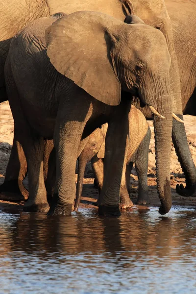 African Bush Elephant Loxodonta Africana Herd Elephants Baby Drinks Waterhole — Stock Photo, Image