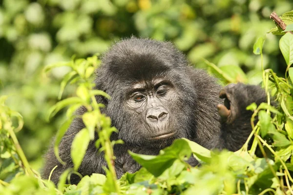 Gorille Montagne Gorilla Beringei Beringei Assis Sur Buisson Vert — Photo