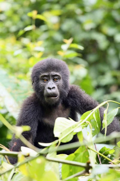 Gorille Montagne Gorilla Beringei Beringei Assis Sur Buisson Vert — Photo