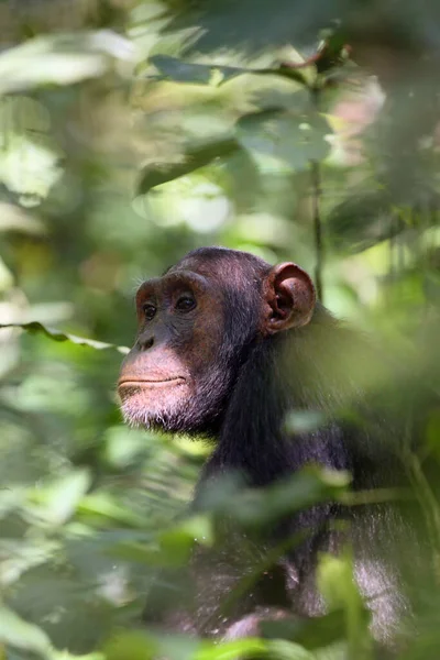 Common Chimpanzee Pan Troglodytes Robust Chimpanzee Sitting Forest Thickets Portrait — Stock Photo, Image