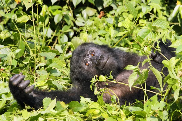 The mountain gorilla (Gorilla beringei beringei) lying on the green bush, a young animal with brown eyes. A young gorilla watching its own hand.