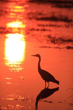 Gün batımında nehirde duran gri balıkçıl (Ardea cinerea). Büyük balıkçıl, batan güneşin yüzeydeki son ışığına yaklaşıyor..
