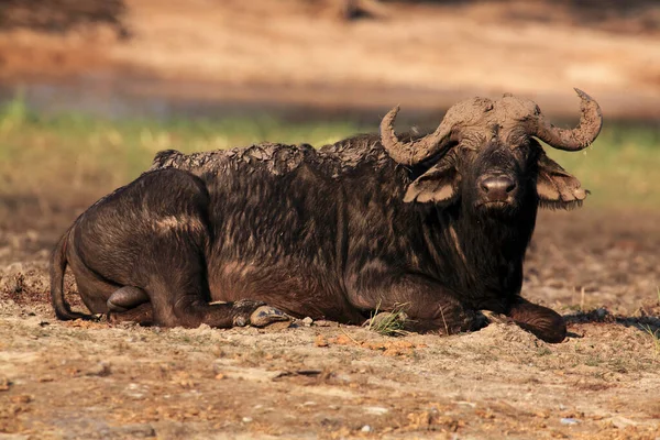 Bufalo Africano Bufalo Del Capo Syncerus Caffer Grande Toro Sdraiato — Foto Stock