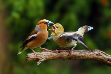 Şahin ispinozu (Coccothraustes coccothraustes) dalda oturur ve yalvaran yavrularını besler. Yeşil arka planı olan büyük Avrupalı ötücü kuşlar.