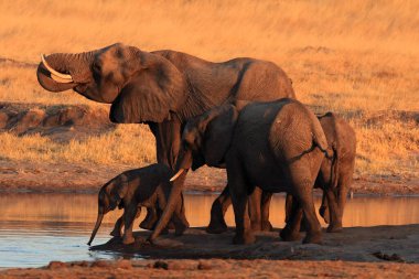 Afrika çalı fili (Loxodonta africana) gün batımında su birikintisinin yanındaki bir grup fil. Sarı bir savananın ortasında su sıkışıklığında bir fil ailesini içiyorlar..