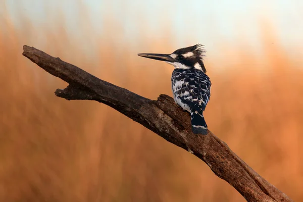 Martin Pêcheur Ceryle Rudis Assis Sur Branche Coucher Soleil Avec — Photo