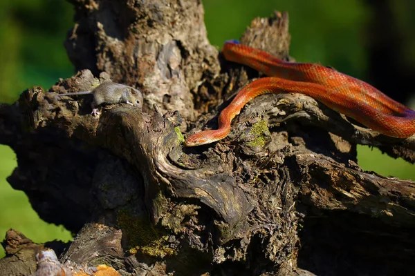 Majsormen Pantherophis Guttatus Med Byten Grön Bakgrund Färgmutation Majsorm Typisk — Stockfoto