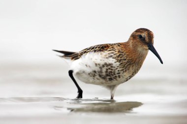Dar bir göldeki Dunlin (Calidris Alpina). Hafif bir arka planı olan bir su kuşunun portresi..