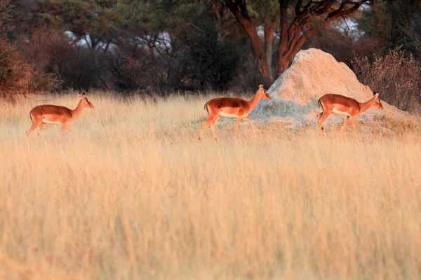 Impala Aepyceros Melampus Stádo Samic Ranním Světle Skupina Samic Kráčí — Stock fotografie