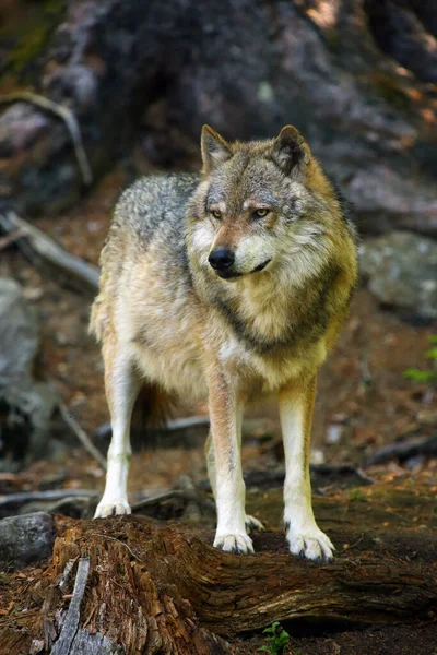 Сірий Вовк Або Сірий Вовк Canis Lupus Стоїть Лісі Великий — стокове фото