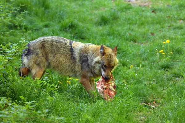 Šedý Vlk Nebo Šedý Vlk Canis Lupus Kořistí Velký Vlk — Stock fotografie
