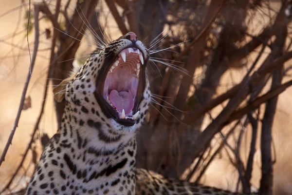 Panthera Pardus 日落时的肖像 在南非的草原上 豹在黄色的干枯的灌木丛中打呵欠 — 图库照片