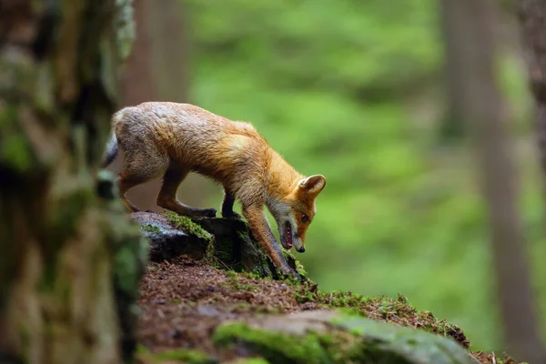 年轻的红狐狸栖息在茂密森林中的岩石上 洞口附近的欧洲狐狸 — 图库照片