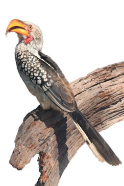 Güney sarı gagalı boynuz gagalı (Tockus leucomelas) dalda oturmaktadır. Sarı gagalı boynuz gagası izole.